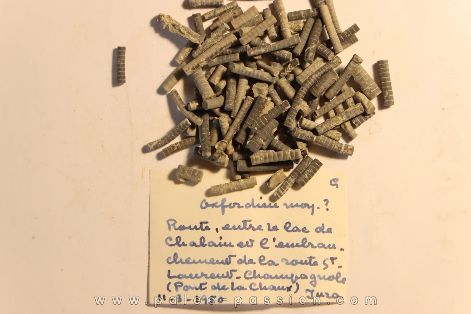 Balanocrinus Oxfordien moyen Pont de la Chaux, Jura, FRANCE