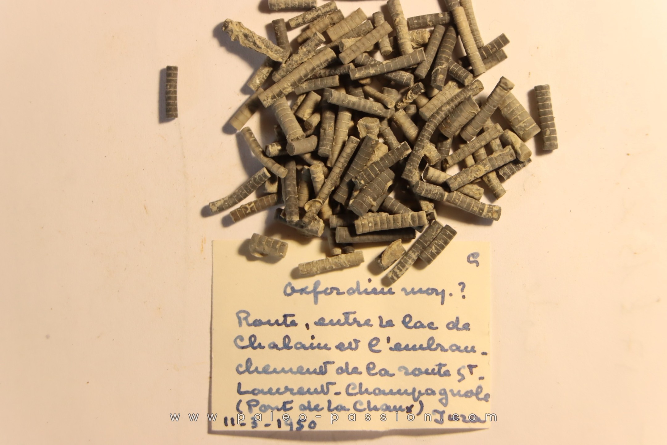 Balanocrinus - Oxfordien moyen - Pont de la Chaux, Jura, FRANCE