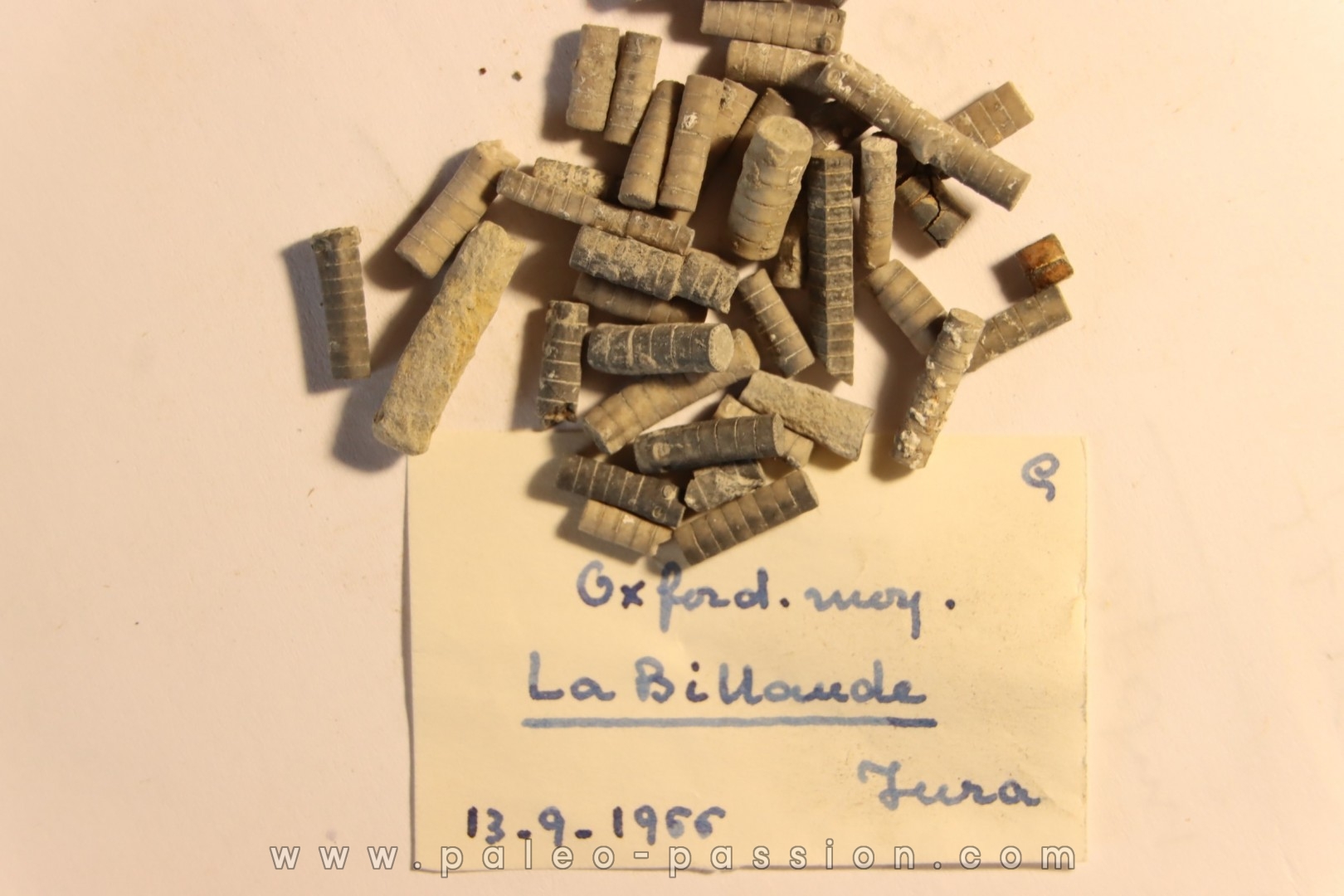 Balanocrinus Oxfordien moyen la Billaude, Jura, FRANCE