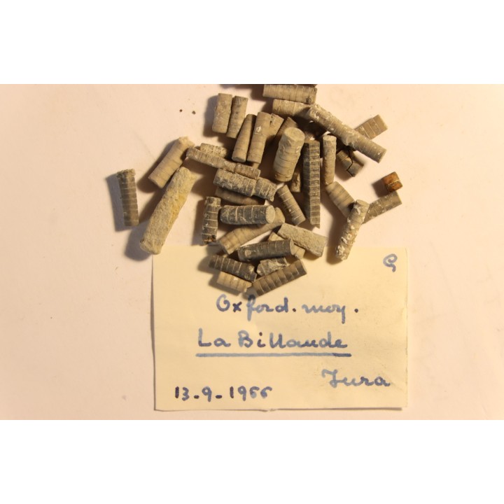Balanocrinus   Oxfordien moyen  la Billaude, Jura, FRANCE