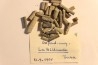 Balanocrinus Oxfordien moyen la Billaude, Jura, FRANCE