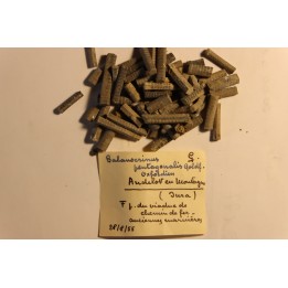 Balanocrinus pentagonalis  Oxfordien  Andelot en Montagne, Jura, FRANCE