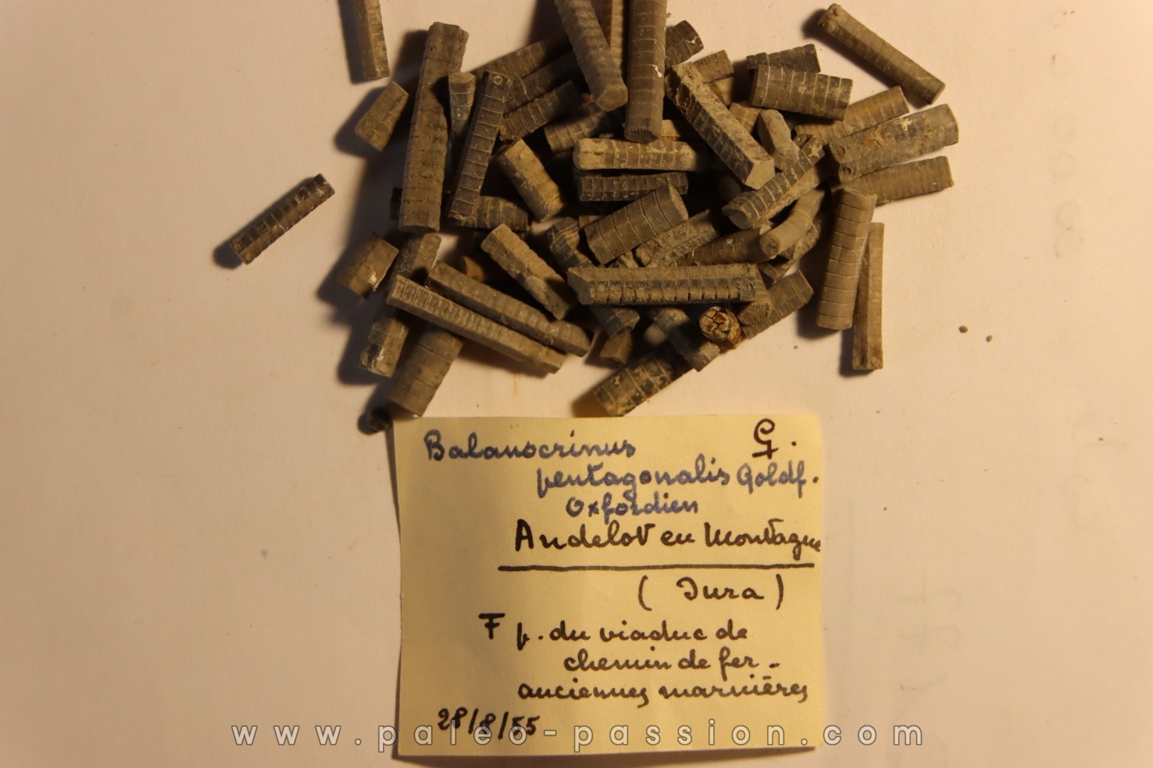 Balanocrinus pentagonalis Oxfordien Andelot en Montagne, Jura, FRANCE
