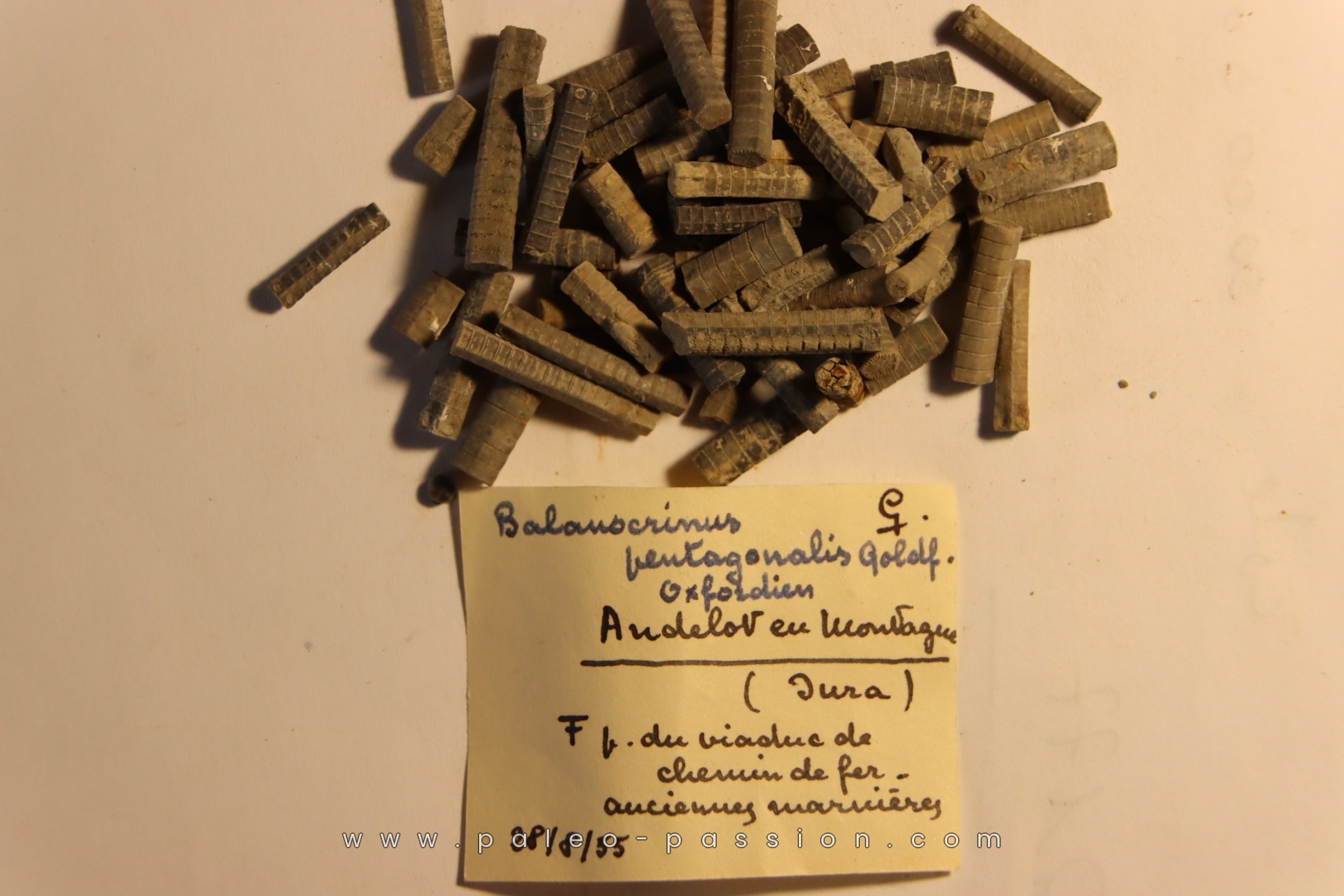 Balanocrinus pentagonalis Oxfordien Andelot en Montagne, Jura, FRANCE