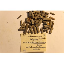 Balanocrinus subteres  Oxfordien  Andelot les St Amour, Jura, FRANCE