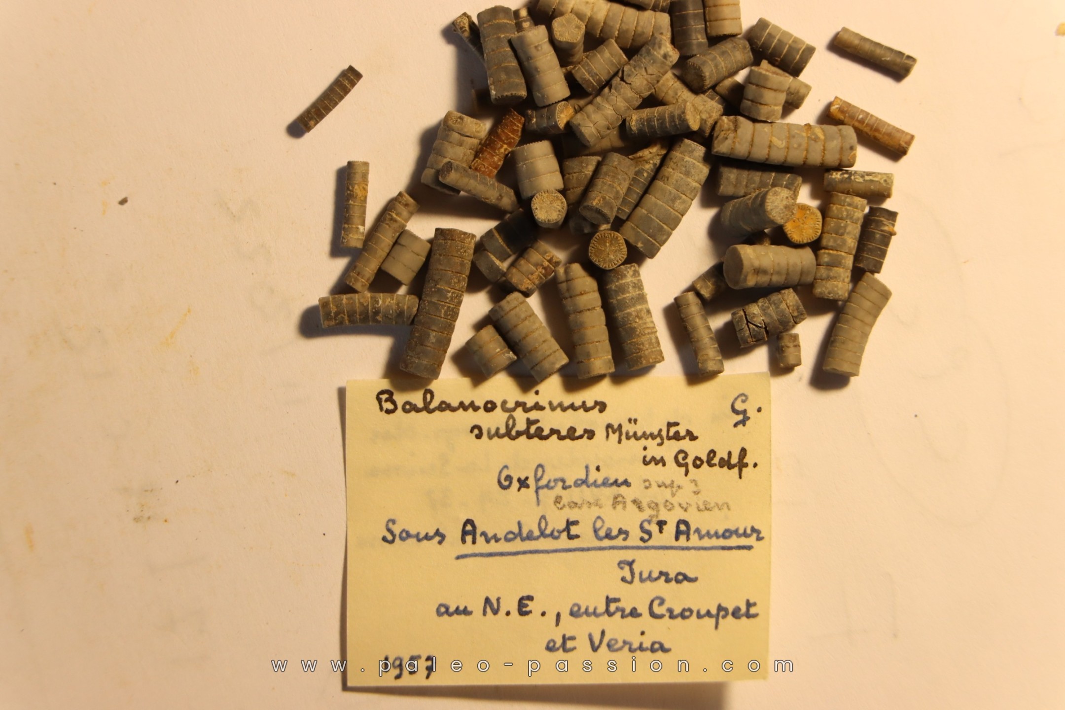 Balanocrinus subteres Oxfordien Andelot les St Amour, Jura, FRANCE