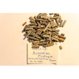Balanocrinus subteres  Oxfordien  Andelot les St Amour, Jura, FRANCE