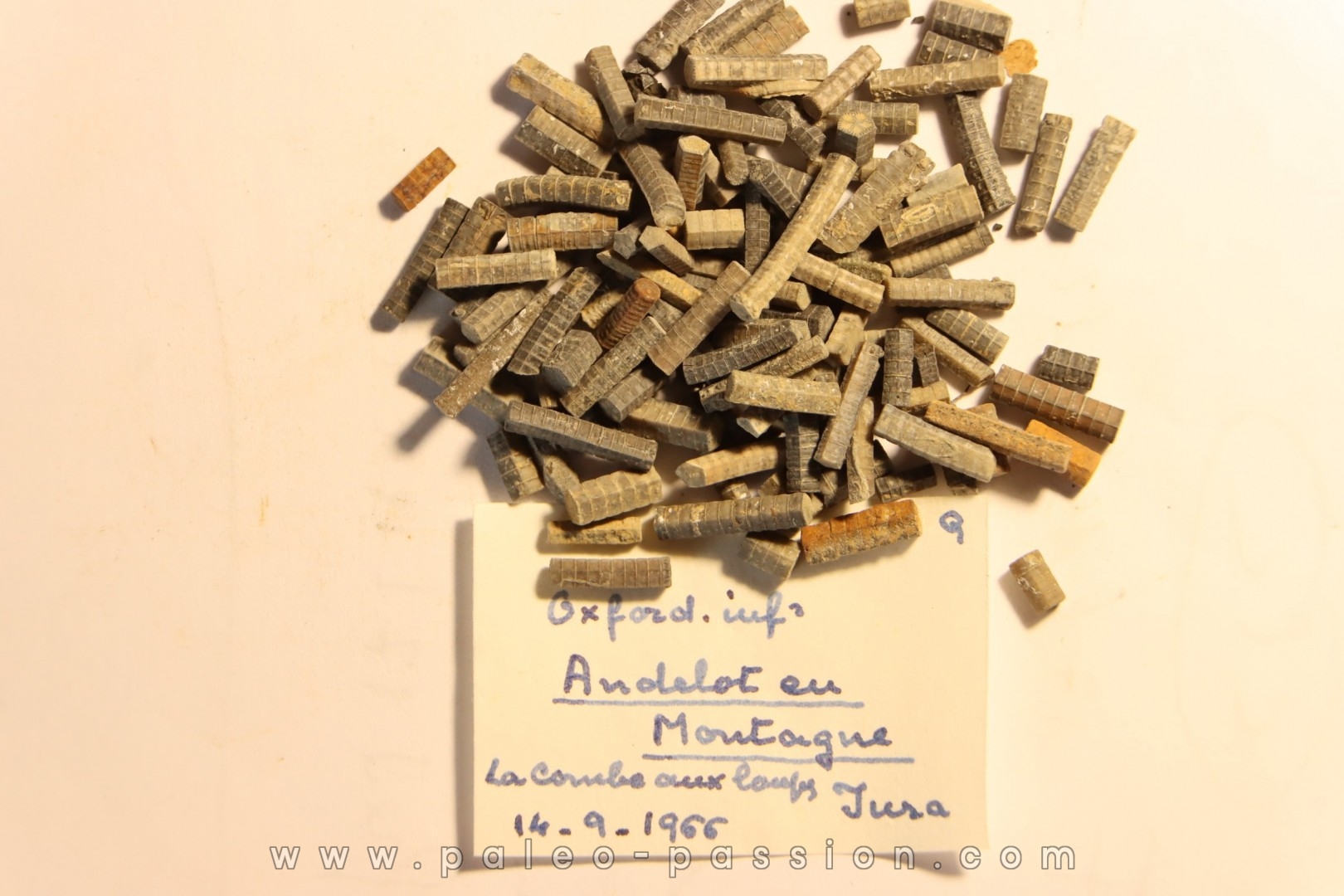 Balanocrinus subteres Oxfordien Andelot les St Amour, Jura, FRANCE