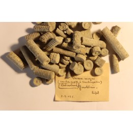Cupressocrinus crassus - Dévonien - Gerolstein, Allemagne