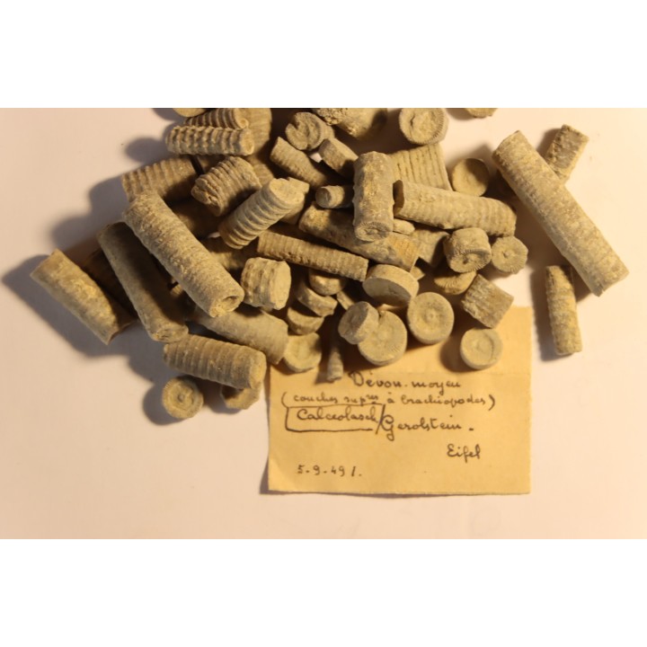 Cupressocrinus crassus - Dévonien - Gerolstein, Allemagne