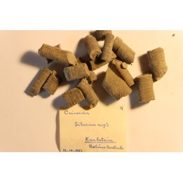 Crinoides sp.  silurien sup  Karlstein, Boheme