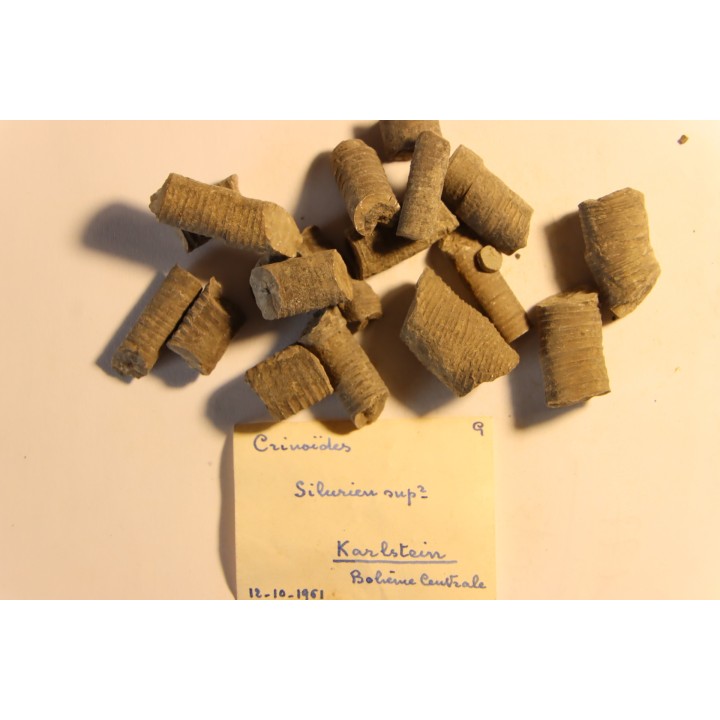 Crinoides sp.  silurien sup  Karlstein, Boheme