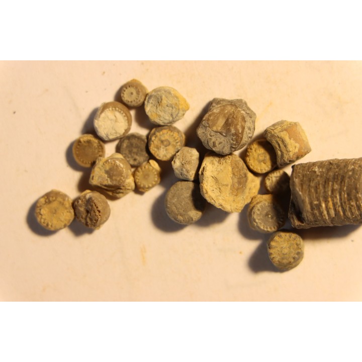 Encrinus Lilliformis  Muschelkalk  Lagoubran, Toulon, Var, FRANCE
