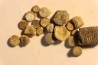 Encrinus Lilliformis  Muschelkalk  Lagoubran, Toulon, Var, FRANCE