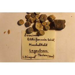 Encrinus Lilliformis  Muschelkalk  Lagoubran, Toulon, Var, FRANCE