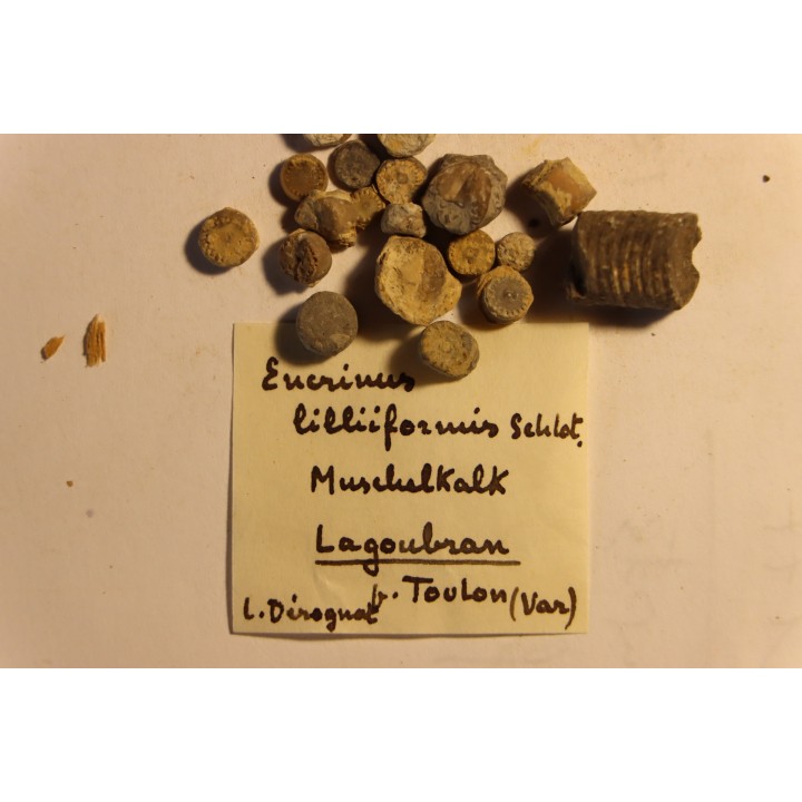 Encrinus Lilliformis  Muschelkalk  Lagoubran, Toulon, Var, FRANCE