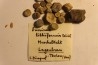 Encrinus Lilliformis  Muschelkalk  Lagoubran, Toulon, Var, FRANCE