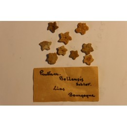 Pentacrinus bollensis Lias  Bourgogne, FRANCE