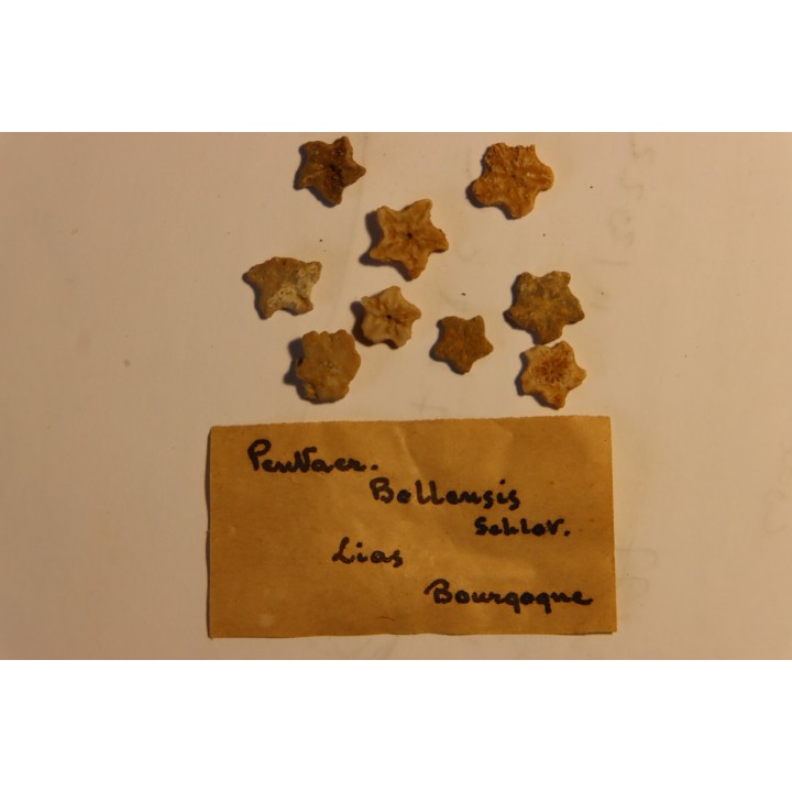 Pentacrinus bollensis Lias  Bourgogne, FRANCE