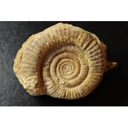 Dumortieria aff. latumbilicata - Toarcien - Feuguerolles, Normandie, FRANCE