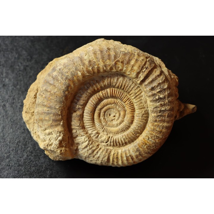 Dumortieria aff. latumbilicata - Toarcien - Feuguerolles, Normandie, FRANCE