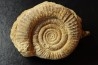 Dumortieria aff. latumbilicata - Toarcien - Feuguerolles, Normandie, FRANCE