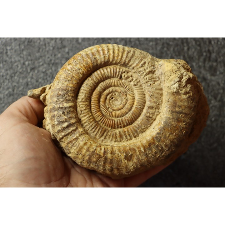 Dumortieria aff. latumbilicata - Toarcien - Feuguerolles, Normandie, FRANCE