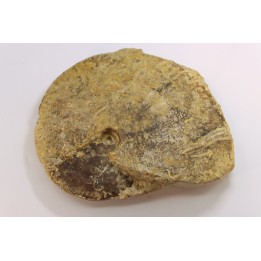 très rare Phlycticeras dorsocavatum  - bathonien - Nièvre 58 - FRANCE