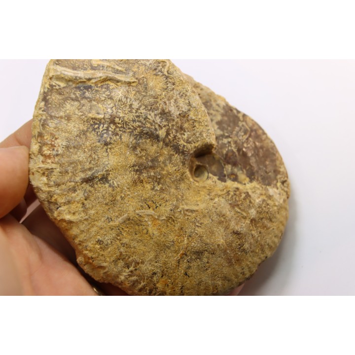 très rare Phlycticeras dorsocavatum  - bathonien - Nièvre 58 - FRANCE