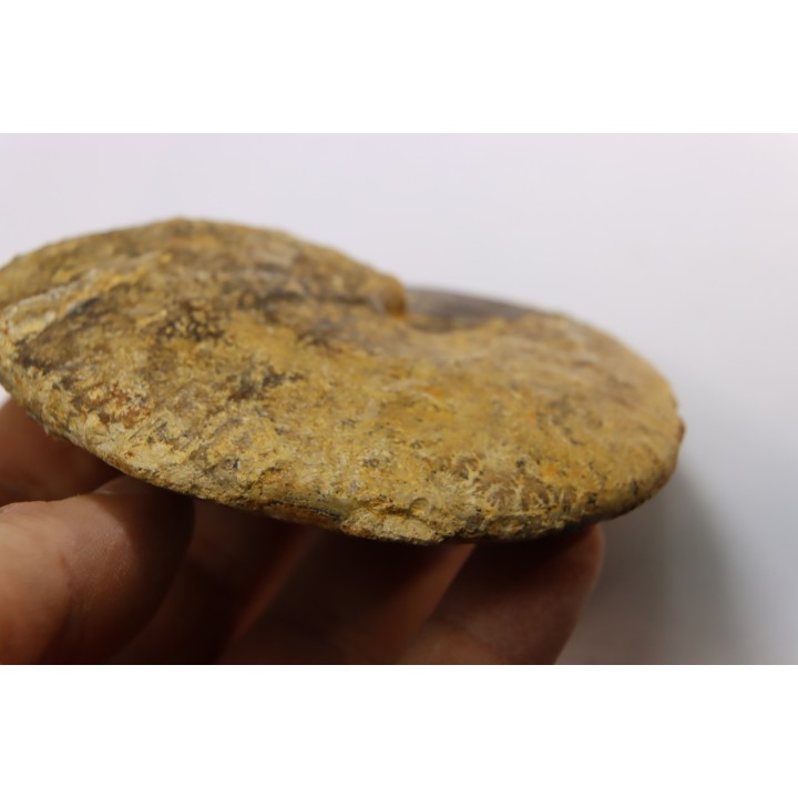 très rare Phlycticeras dorsocavatum  - bathonien - Nièvre 58 - FRANCE