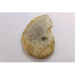 très rare Phlycticeras dorsocavatum  - bathonien - Nièvre 58 - FRANCE
