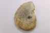 très rare Phlycticeras dorsocavatum  - bathonien - Nièvre 58 - FRANCE