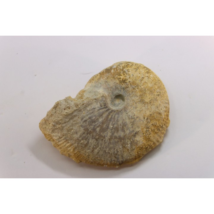 rare Phlycticeras dorsocavatum  - bathonian - Nièvre - FRANCE