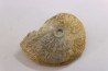 rare Phlycticeras dorsocavatum  - bathonian - Nièvre - FRANCE