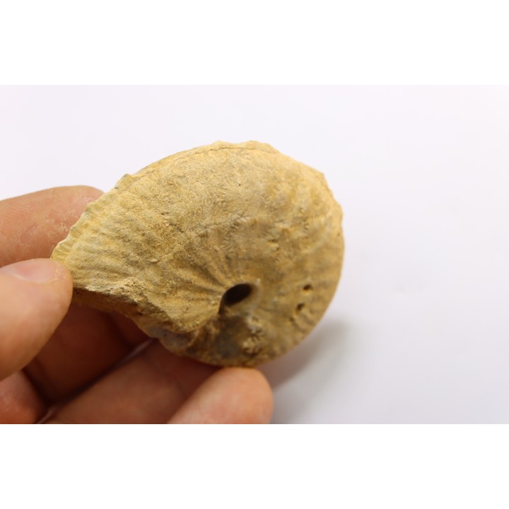 très rare Phlycticeras dorsocavatum  - bathonien - Nièvre 58 - FRANCE