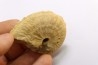 rare Phlycticeras dorsocavatum  - bathonian - Nièvre - FRANCE