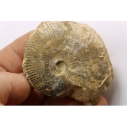 très rare Phlycticeras dorsocavatum  - bathonien - Nièvre 58 - FRANCE