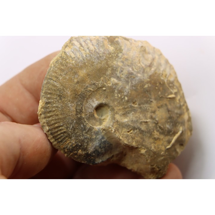 rare Phlycticeras dorsocavatum  - bathonian - Nièvre - FRANCE