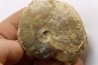 très rare Phlycticeras dorsocavatum  - bathonien - Nièvre 58 - FRANCE
