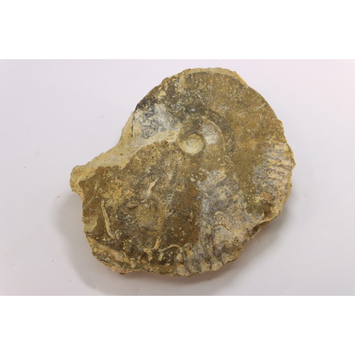 très rare Phlycticeras dorsocavatum  - bathonien - Nièvre 58 - FRANCE