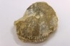 très rare Phlycticeras dorsocavatum  - bathonien - Nièvre 58 - FRANCE
