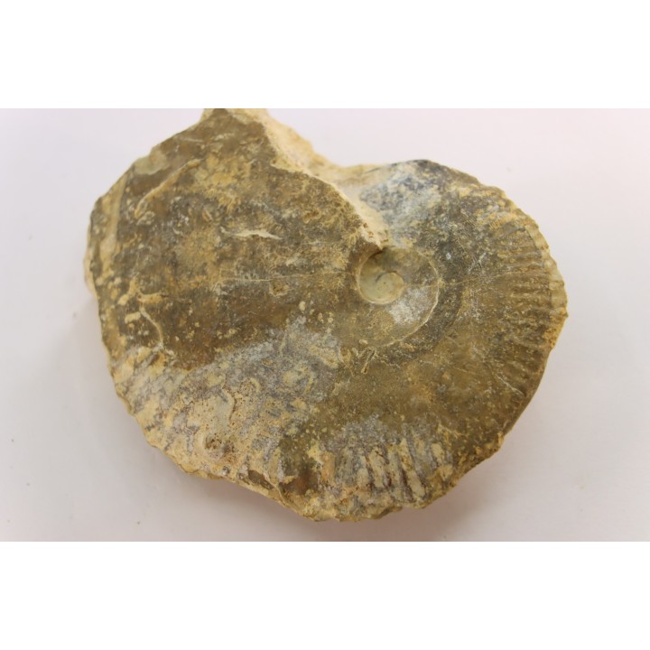 rare Phlycticeras dorsocavatum  - bathonian - Nièvre - FRANCE