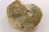 très rare Phlycticeras dorsocavatum  - bathonien - Nièvre 58 - FRANCE