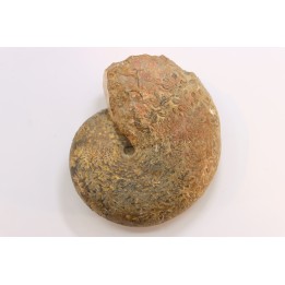 Calliphylloceras supraliasicum  toarcien  Belmont, Rhone, FRANCE