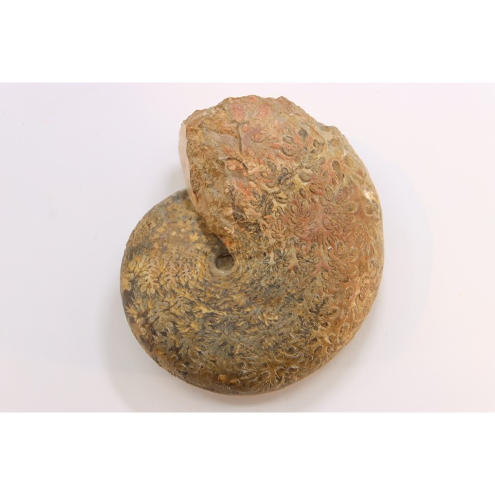 Calliphylloceras supraliasicum  toarcien  Belmont, Rhone, FRANCE