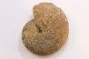 Calliphylloceras supraliasicum  toarcien  Belmont, Rhone, FRANCE