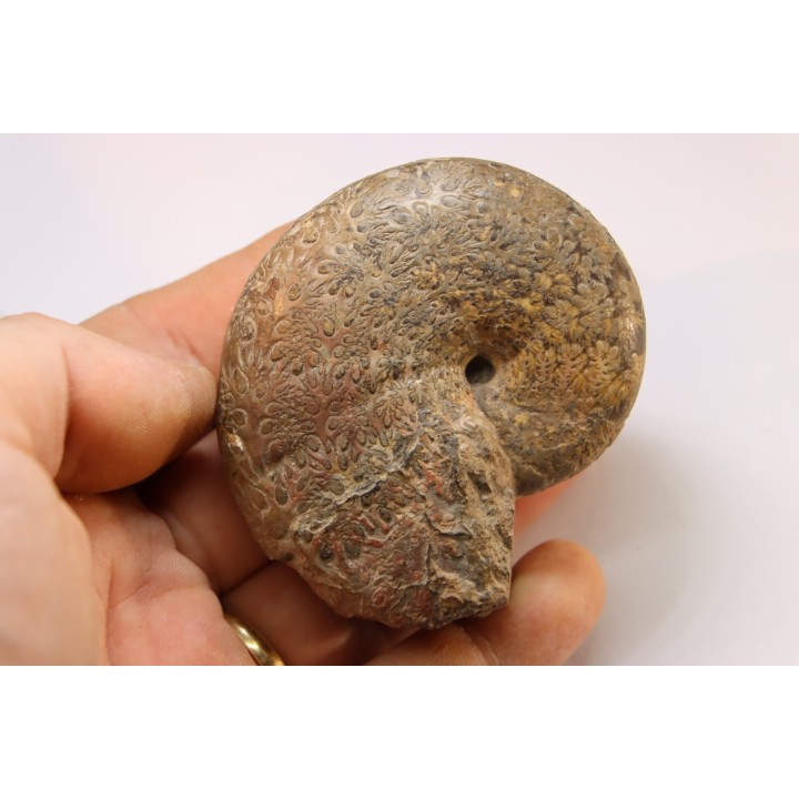Calliphylloceras supraliasicum  toarcien  Belmont, Rhone, FRANCE