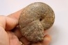 Calliphylloceras supraliasicum  toarcien  Belmont, Rhone, FRANCE