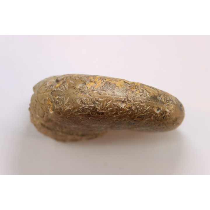 Calliphylloceras supraliasicum  toarcien  Belmont, Rhone, FRANCE
