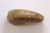 Calliphylloceras supraliasicum  toarcien  Belmont, Rhone, FRANCE